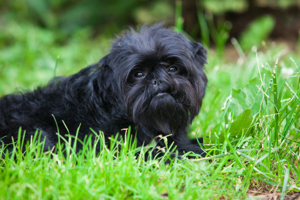 240+ Affenpinscher Stock Photos, Pictures & Royalty-Free Images - iStock
