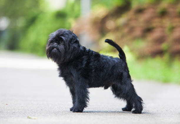 Little Black Affenpinscher Puppy Stock Photo - Download Image Now - Affenpinscher, Dog, Animal - iStock