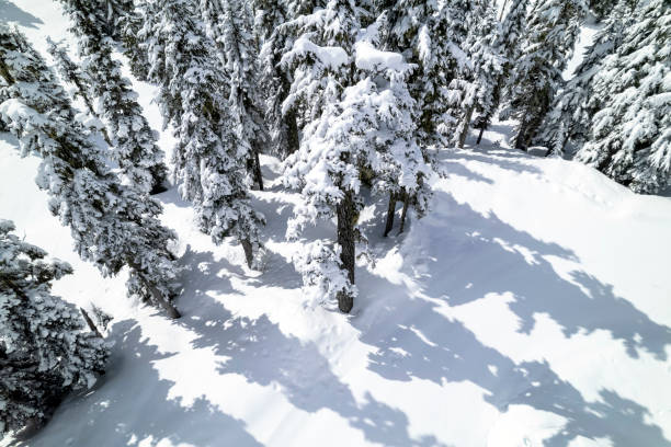 Callaghan valley in Whistler Canada. Aerial view of a winter landscape. Nature and environment backgrounds.