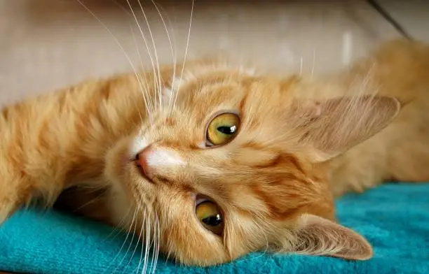 Funny Pose / Adorablle From Orange Cat