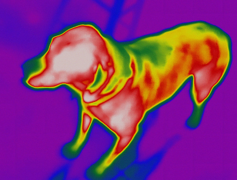 Image of a domestic dog taken with an infrared camera, showing it's warmer areas in the brightest parts.