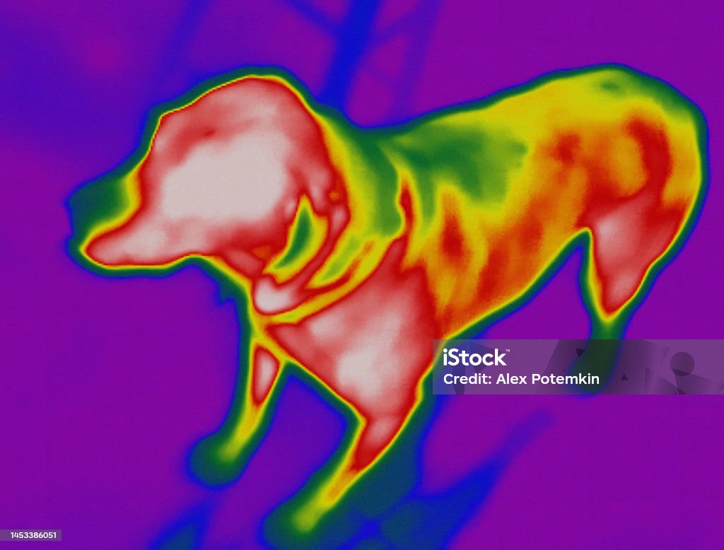 Infrared camera image of domestic dog, showing the warmest areas in the brighter parts of it's body. Image of a domestic dog taken with an infrared camera, showing it's warmer areas in the brightest parts. Infrared Stock Photo