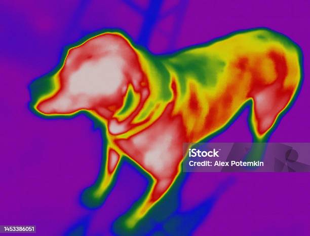 Infrared Camera Image Of Domestic Dog Showing The Warmest Areas In The Brighter Parts Of Its Body Stock Photo - Download Image Now