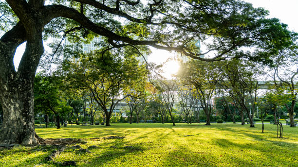 istock Modern buildings covered with greenery in Bangkok 1453392440