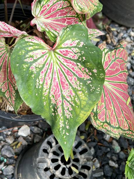 istock caladium or Colocasia esculenta plant 1453393234