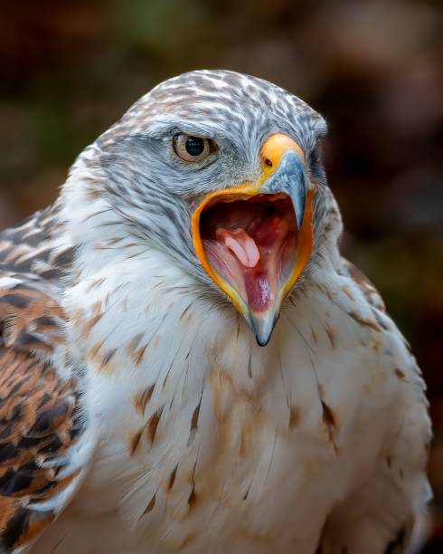 istock Close-up of an angry buzzard with open beak , vertical shot 1453393975