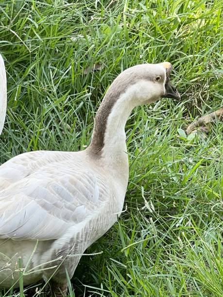 istock goose in nature garden 1453394776