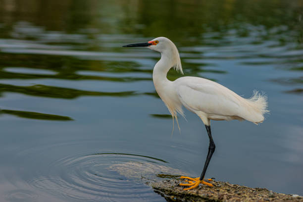 istock white-feathered heron on a log by the lake in summertime 1453395337