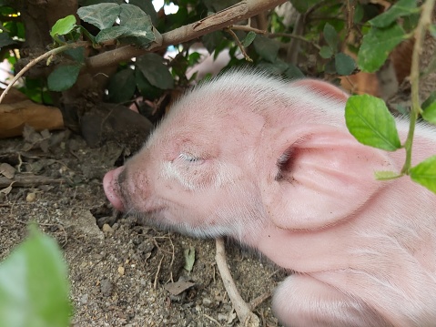 Piglet sleeping on the ground.