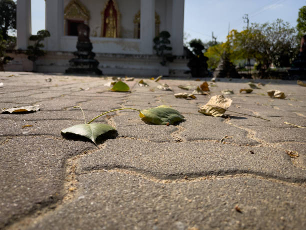 istock Dry leaves fell onto the temple grounds. 1453397835