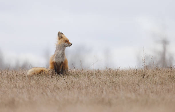 istock A red fox sitting in a field looking to the side 1453399370