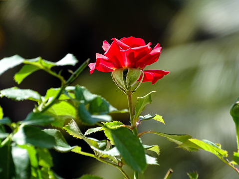 The red rose blossom is blooming at the dawn of the day. The bright red roses perfectly express the emotions of romance and abiding love. In addition to beauty and passion, red roses also symbolise courage. The red rose is also a symbol of power. The Rose is the queen of flowers. The rose flowers release heavenly fragrance and send strong feelings of love and joy.