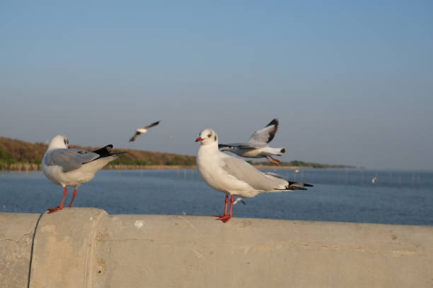 View of the seaside at Bang Pu Resort Thailand close moments with seagulls.