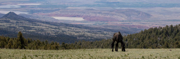 Solitary bachelor Black stallion wild horse in the american west of the United States stock photo