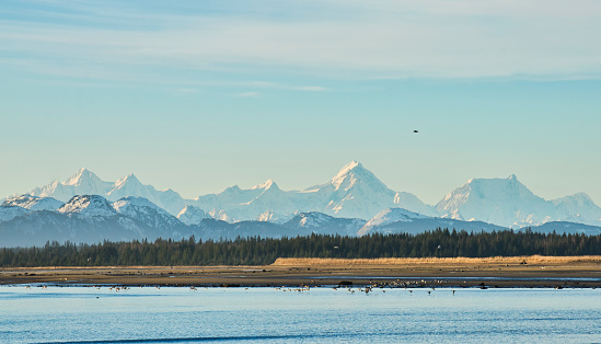 The Fairweather range  from the Salmon River with birds.