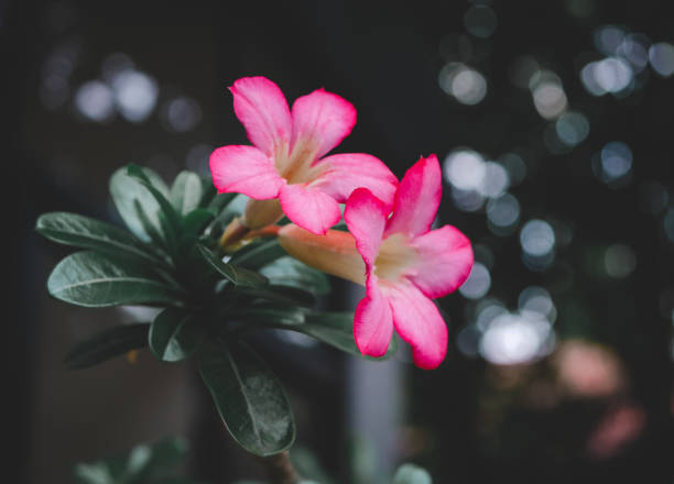 Adenium Obesum flower. Adenium Obesum flower. Pink Adenium Obesum Plant. Pink flower. Nature background adenium obesum stock pictures, royalty-free photos & images