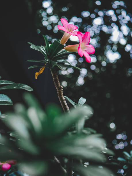 istock Adenium Obesum flower. 1453406313