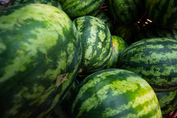 istock Group of green watermelon 1453406652
