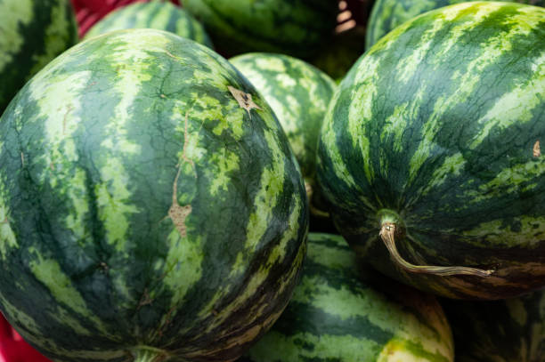 istock Group of green watermelon 1453406653
