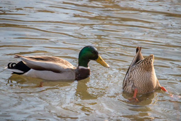 istock A pair of mallard ducks. 1453408257