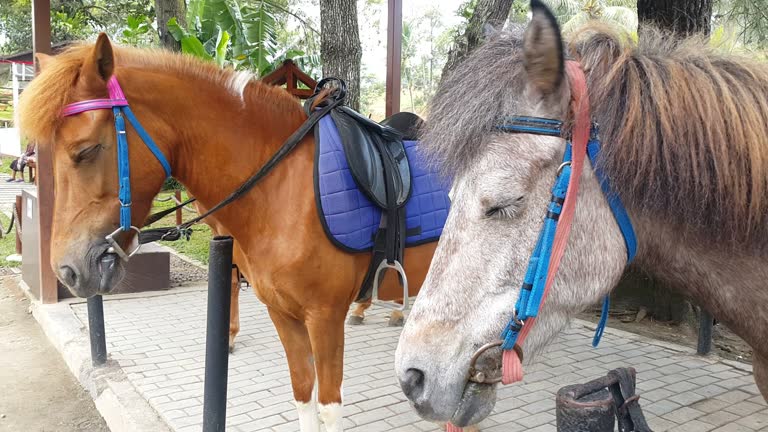 Two horses with saddle in the stable on a farm