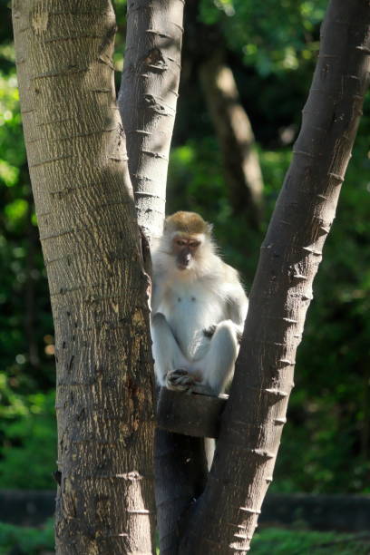 istock Wild monkeys found in Thailand 1453409236