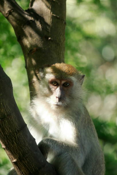 istock Wild monkeys found in Thailand 1453409249