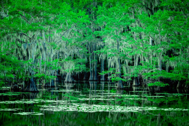 The magical and fairytale like landscape of the Caddo Lake, Texas stock photo