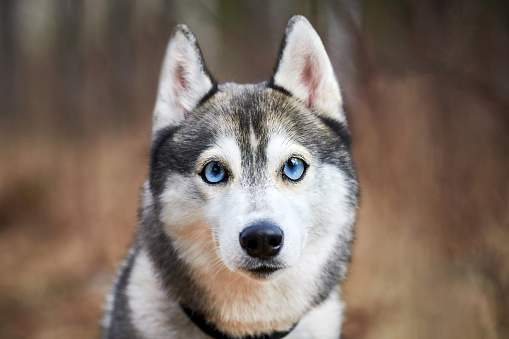 Siberian Husky dog with huge eyes, funny surprised Husky dog with confused big eyes, cute excited doggy emotions. Crazy shocked look of gray white siberian husky dog, thoughtful and pitiful