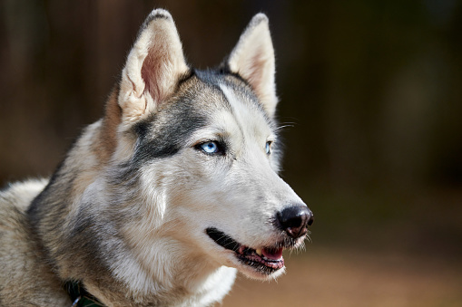 Siberian Husky dog profile portrait with black gray white coat color, cute sled dog breed. Friendly husky dog side view portrait outdoor forest background, walking with beautiful adult pet