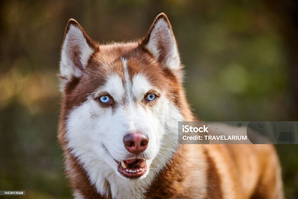 Siberian Husky Dog With Blue Eyes And Red Brown Color Sled Dog Breed - Download Image Now - iStock