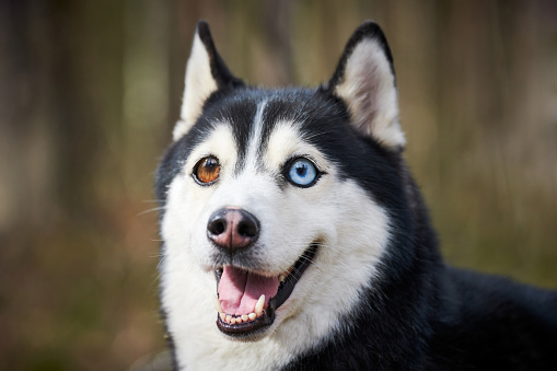 Siberian Husky dog with huge eyes, funny surprised Husky dog with confused big eyes, cute excited doggy emotions. Crazy shocked look of black white siberian husky dog, thoughtful and pitiful