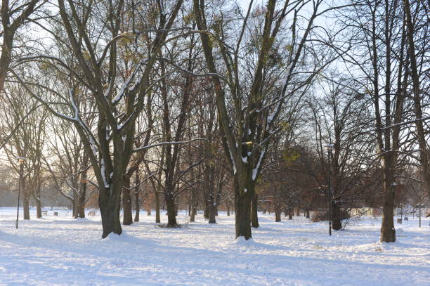 istock Snow landscape with trees in a park on a sunny day with blue sky 1453417277