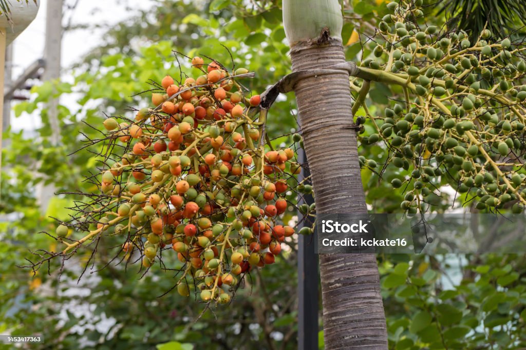 Ripe and Red Betel Nut on the Betel Palm Tree Branch in the Garden. Fruit Areca palm or Fruit Areca nut Agriculture Stock Photo