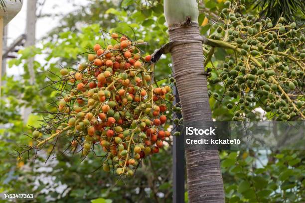 Ripe And Red Betel Nut On The Betel Palm Tree Branch In The Garden Fruit Areca Palm Or Fruit Areca Nut Stock Photo - Download Image Now