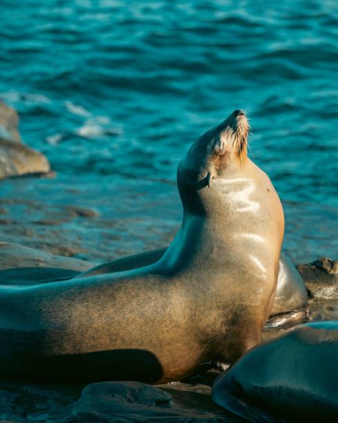istock Vertical shot of a seal on a rocky beach 1453419145