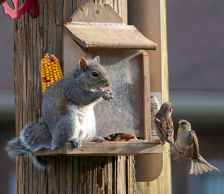 An adorable Eastern gray squirrel eating corn on a wooden birdhouse next to sparrows