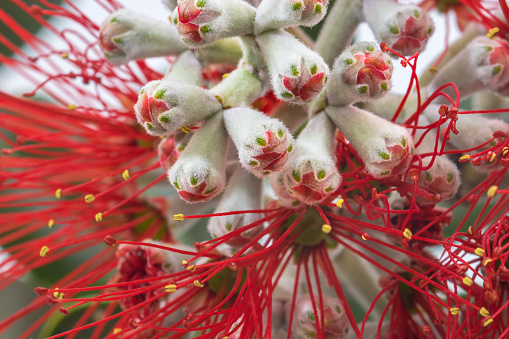 Close-up view of Pohutakawa flower buds. A member of the myrtle family, the flowers provide nectar for birds and insects.