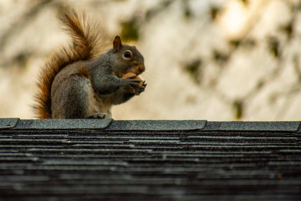 istock Selective focus shot of eastern gray squirrel (sciurus carolinensis) eating nut 1453419926