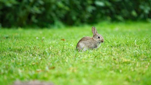 istock Cute fluffy bunny sitting on the grass in the yard 1453419972