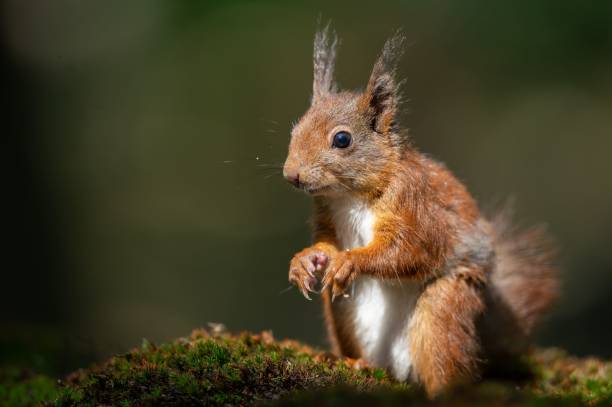 istock Closeup shot of a squirrel 1453420144