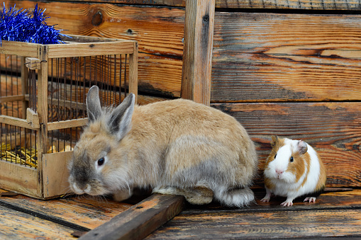 Pets at exhibition fair on outdoor wooden background