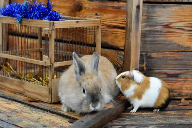 Photo of Guinea pig and brown rabbit on wooden background pets for adoption