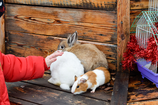 Pets at exhibition fair on outdoor wooden background