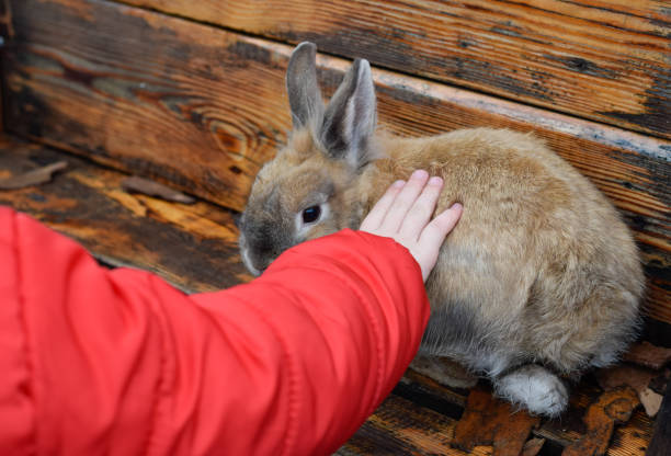 動物見本市でウサギをふれあう子供 - pet fair ストックフォトと画像