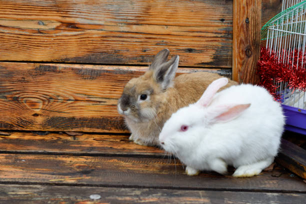 istock White rabbit and brown rabbit on wooden background 1453420515