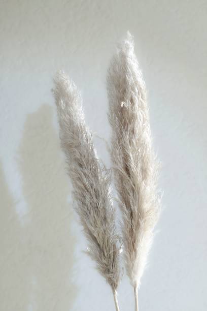 istock Vertical shot of white pampas grass branches on a white background 1453420713