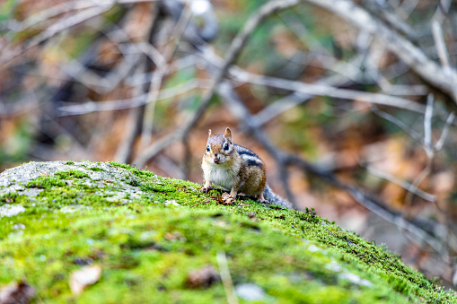A closeup shot of a cute squirrel on the mossy stone
