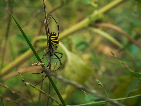A macro shot of a wasp spider on tall grass, also known as Argiope Bruennichi