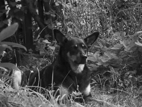 A grayscale shot of a homeless dog laying on the grass outdoors
